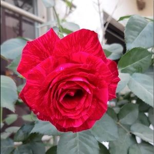 Meet your Posher, Susana